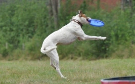 Frisbee